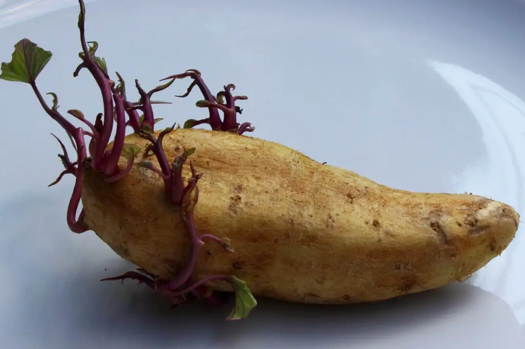 How long will cut seed potatoes last
