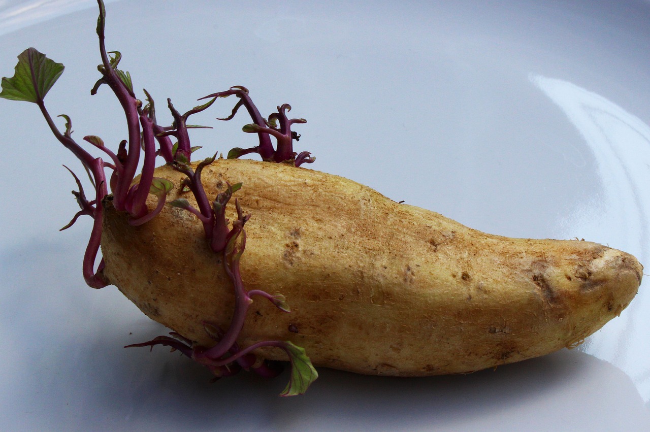 how long will cut seed potatoes last