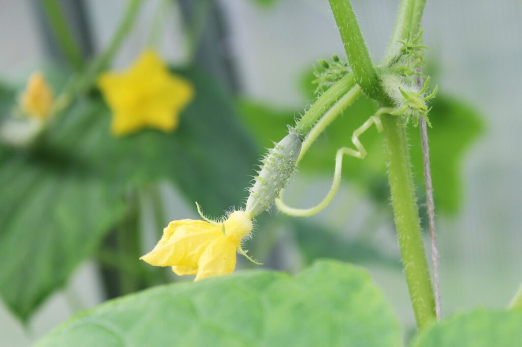 No male flowers on cucumber plant