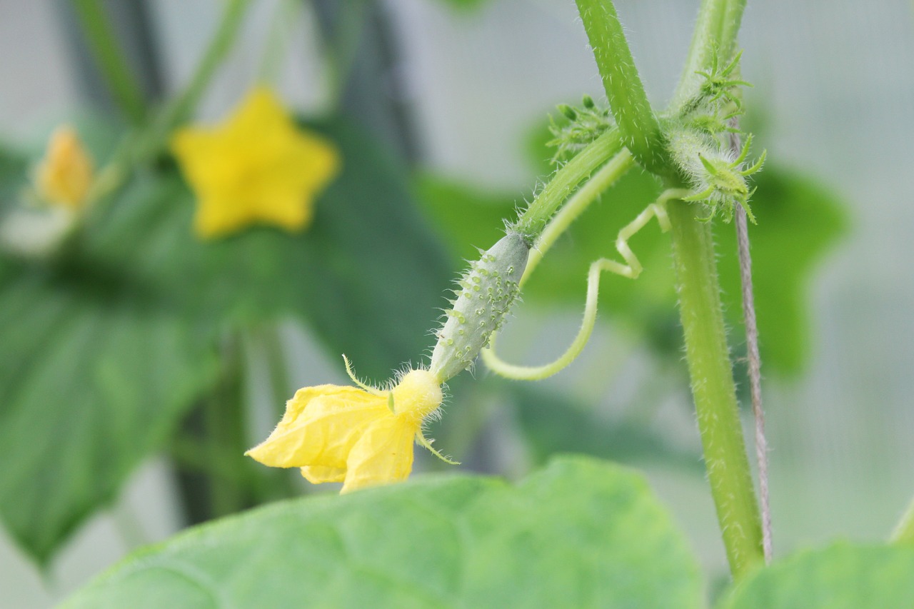 No Male Flowers on Cucumber Plant Should I Worry? Pro Garden Expert