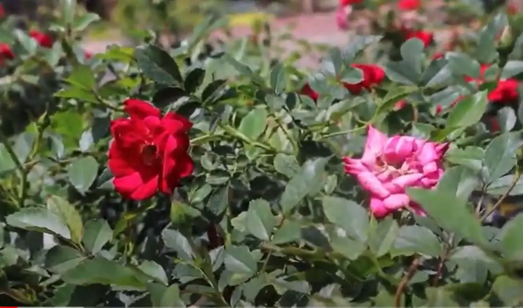 What Do Drift Roses Look Like In Winter? [Explained] Pro Garden Expert