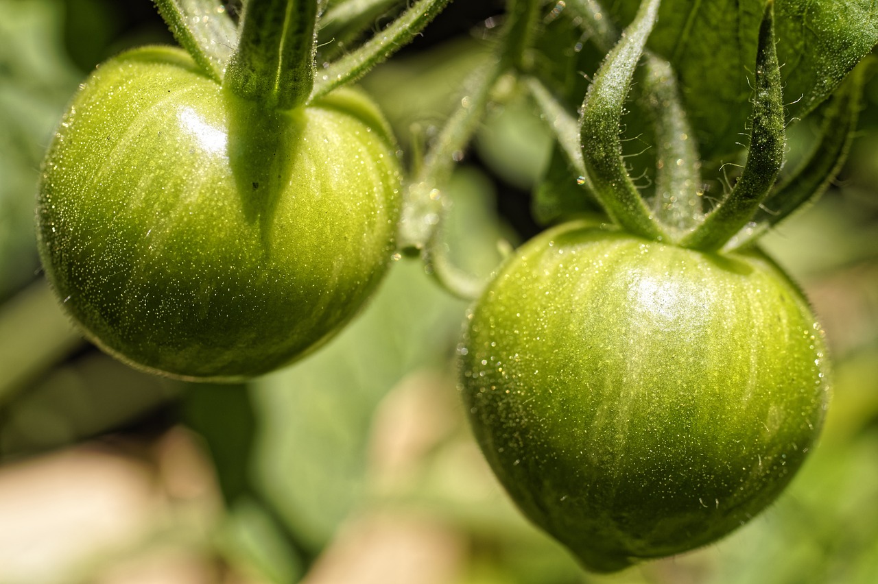 why-are-my-tomato-plants-not-bushy-exact-reasons-solutions-pro