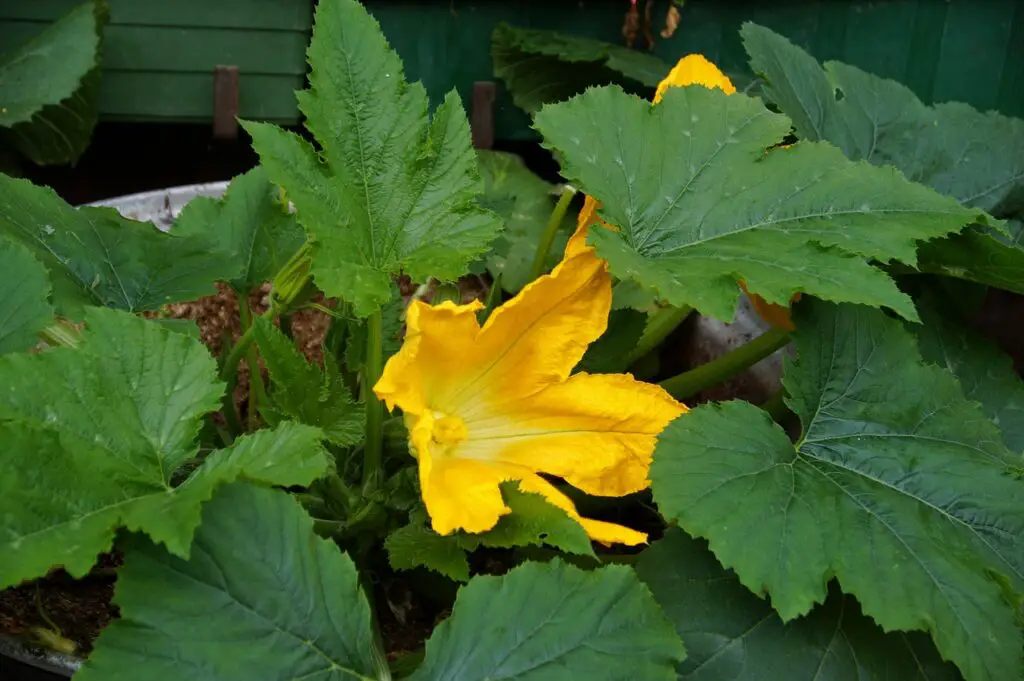 Will zucchini continue to grow if flower falls off