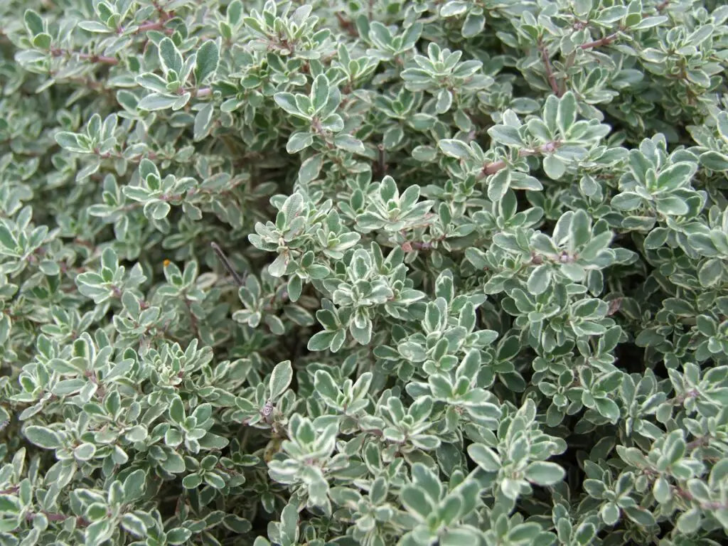 how long does it take for thyme to sprout