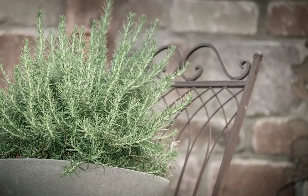 What Is the Coldest Temperature Rosemary Can Tolerate